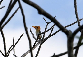 Yellow-billed Kingfisher Iron Range National Park Thu, 10/17/2019