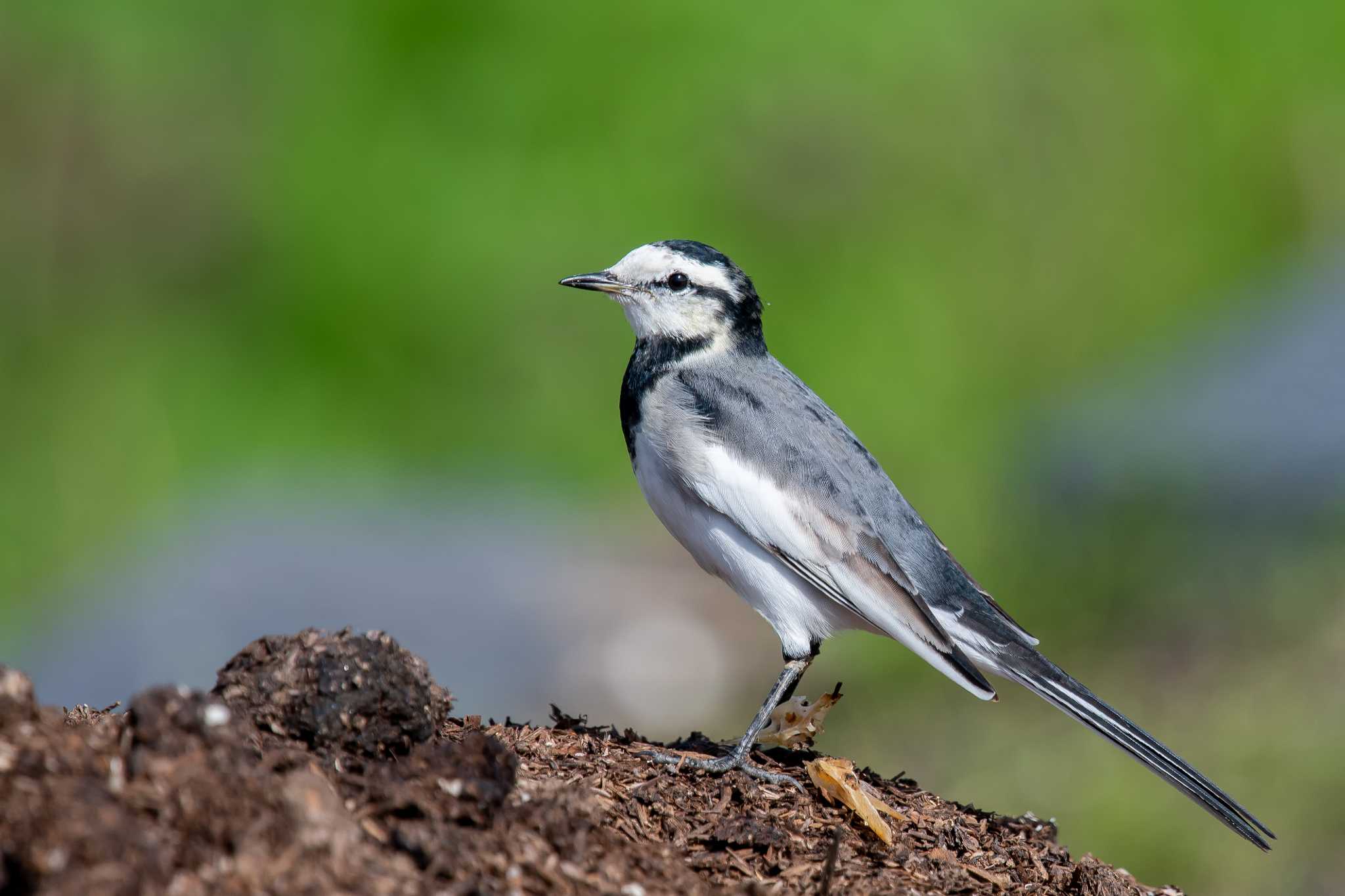 Photo of White Wagtail at 明石市大久保町 by ときのたまお