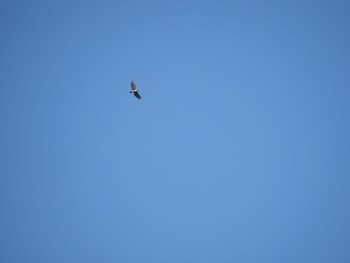 2019年10月30日(水) 妙義湖の野鳥観察記録