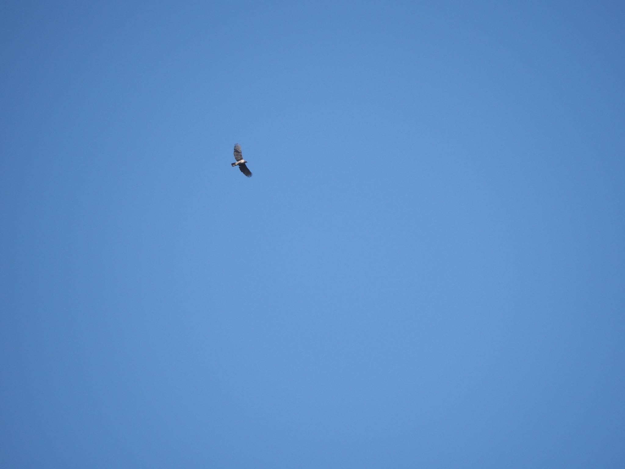 Photo of Mountain Hawk-Eagle at 妙義湖 by ふなきち