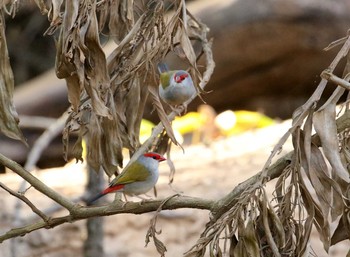 Red-browed Finch Iron Range National Park Wed, 10/16/2019