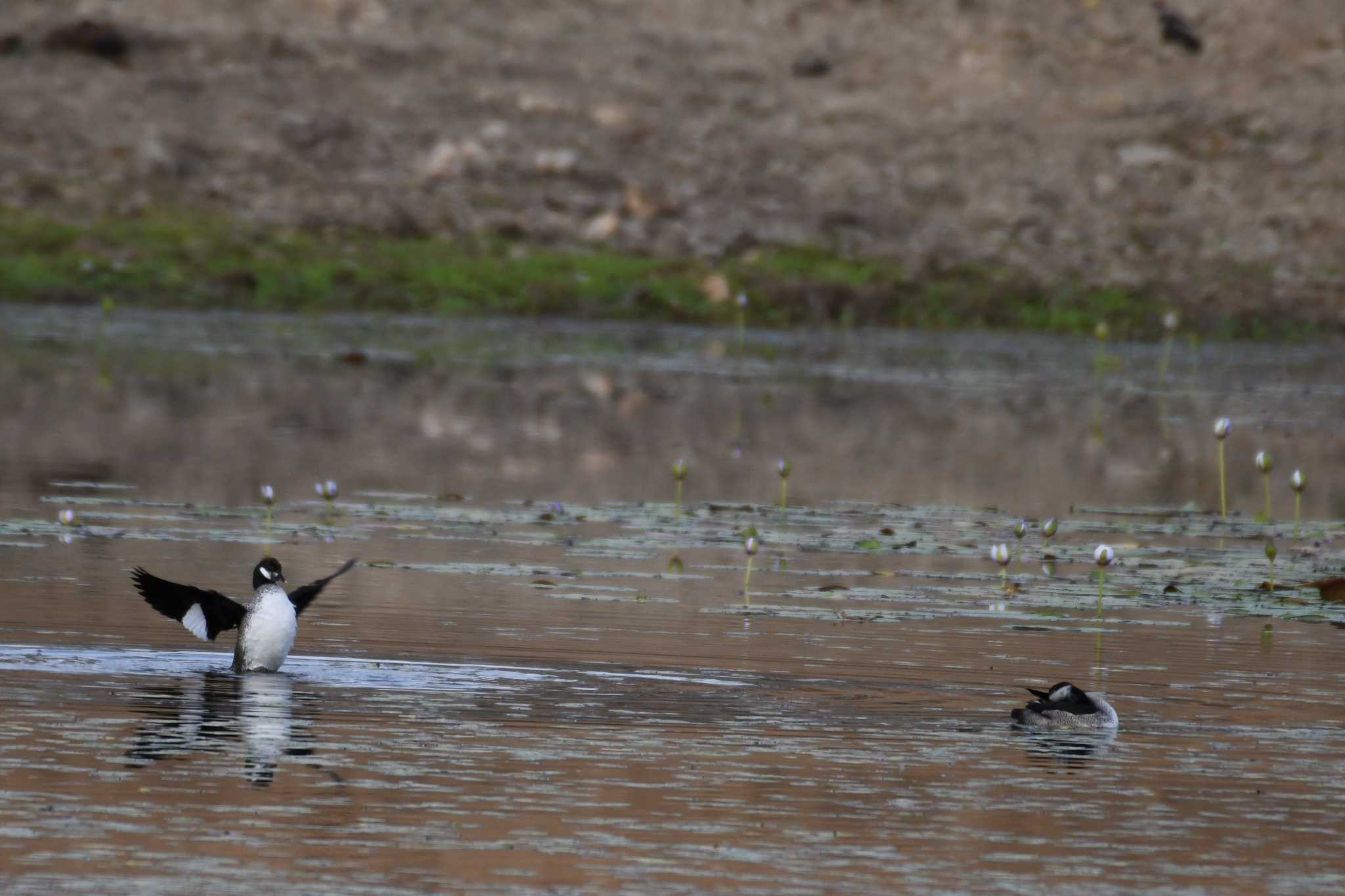 Green Pygmy Goose