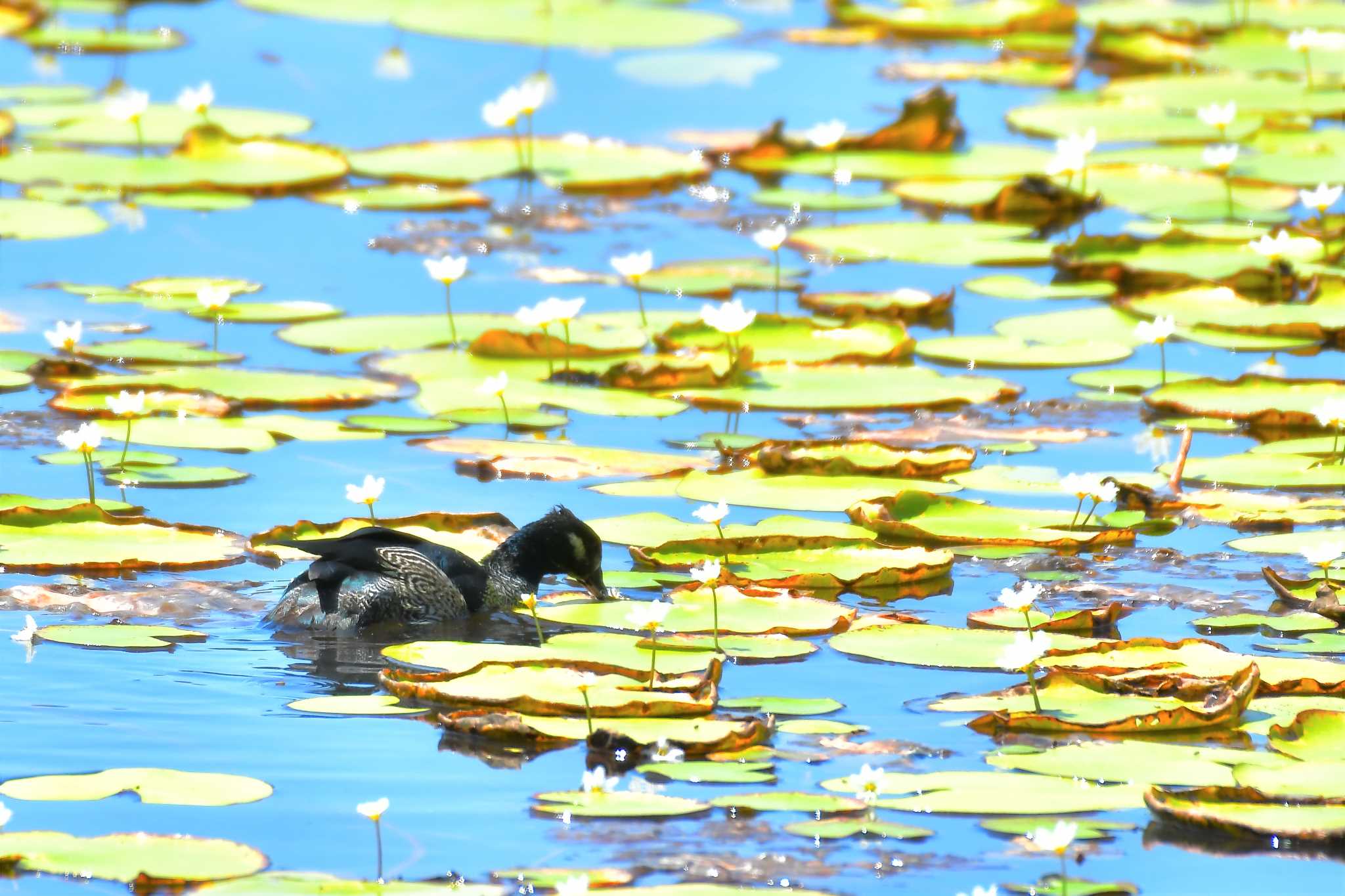 Green Pygmy Goose