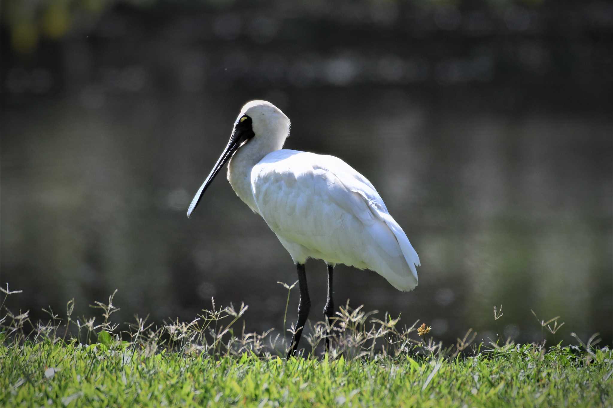 Royal Spoonbill