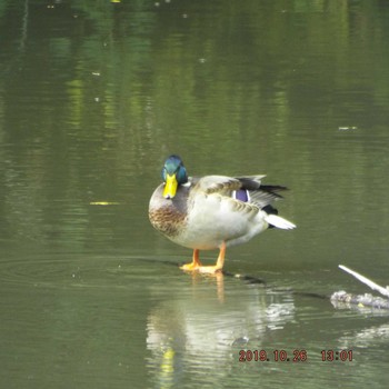 マガモ 光が丘公園 2019年10月26日(土)