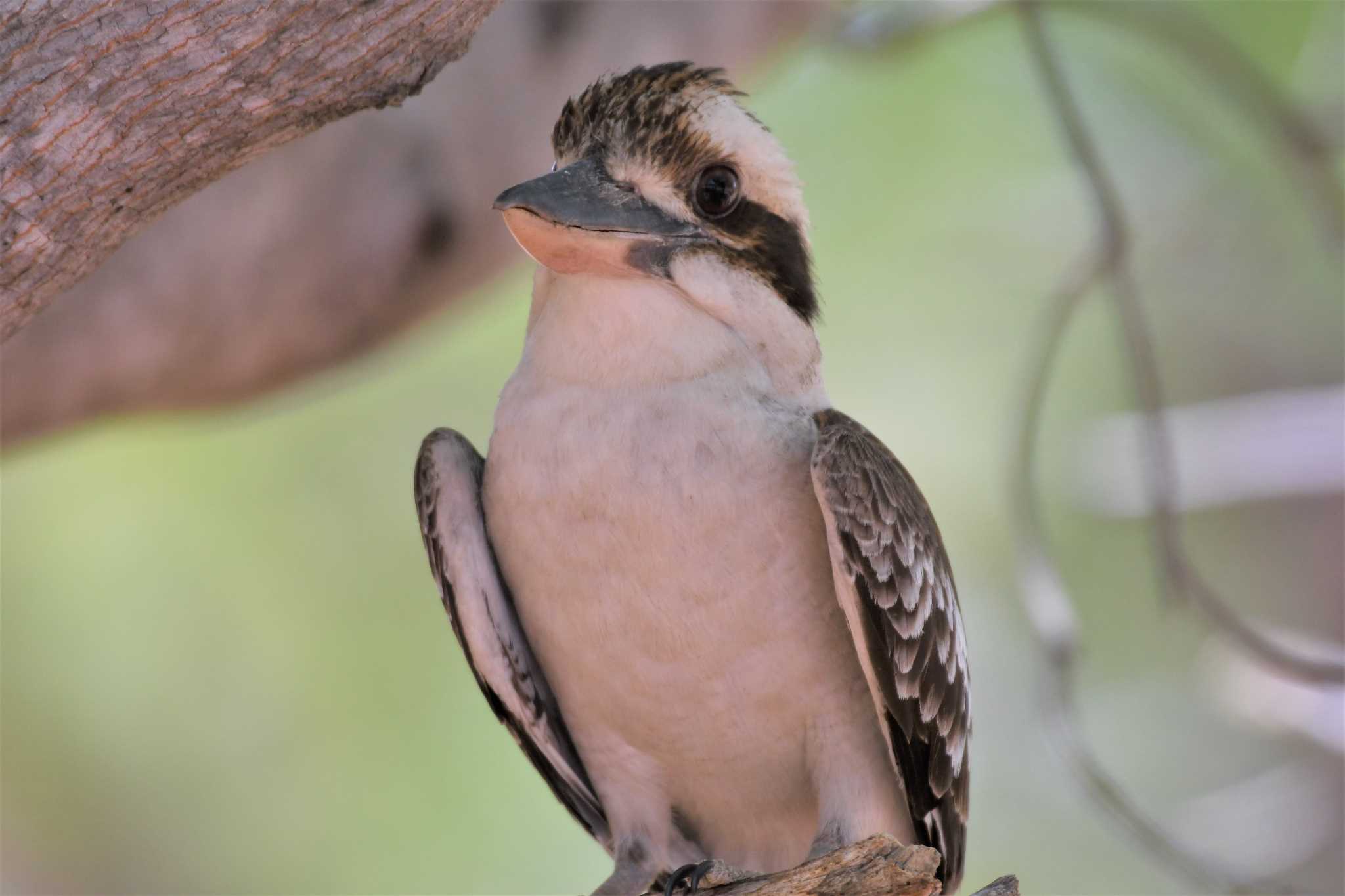 Laughing Kookaburra