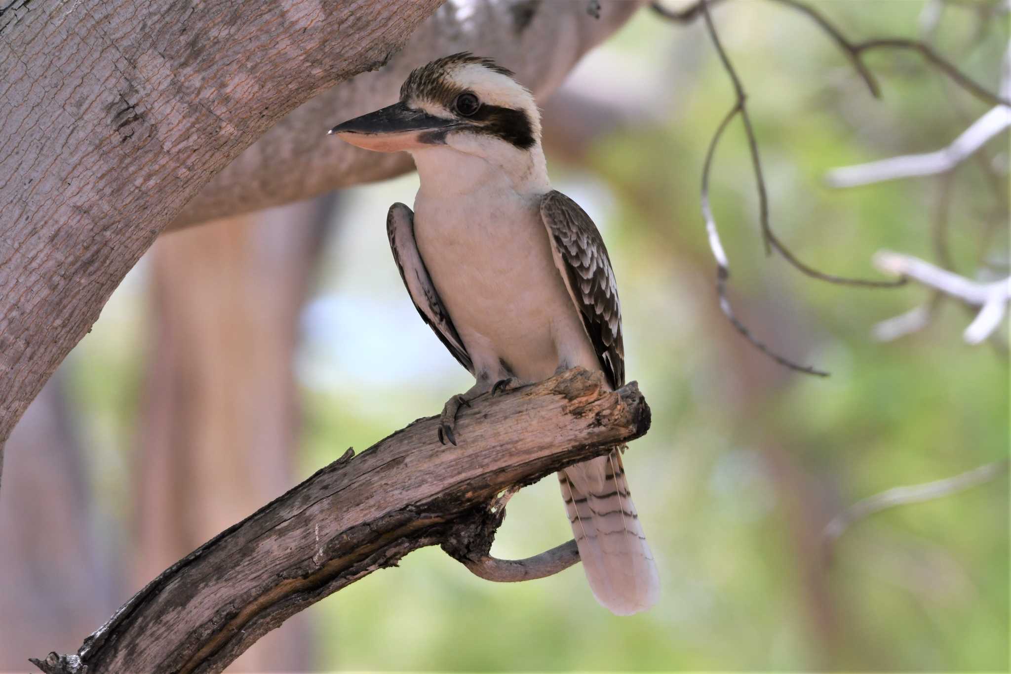 Laughing Kookaburra