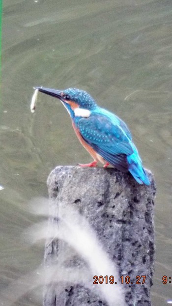 カワセミ 光が丘公園 2019年10月27日(日)