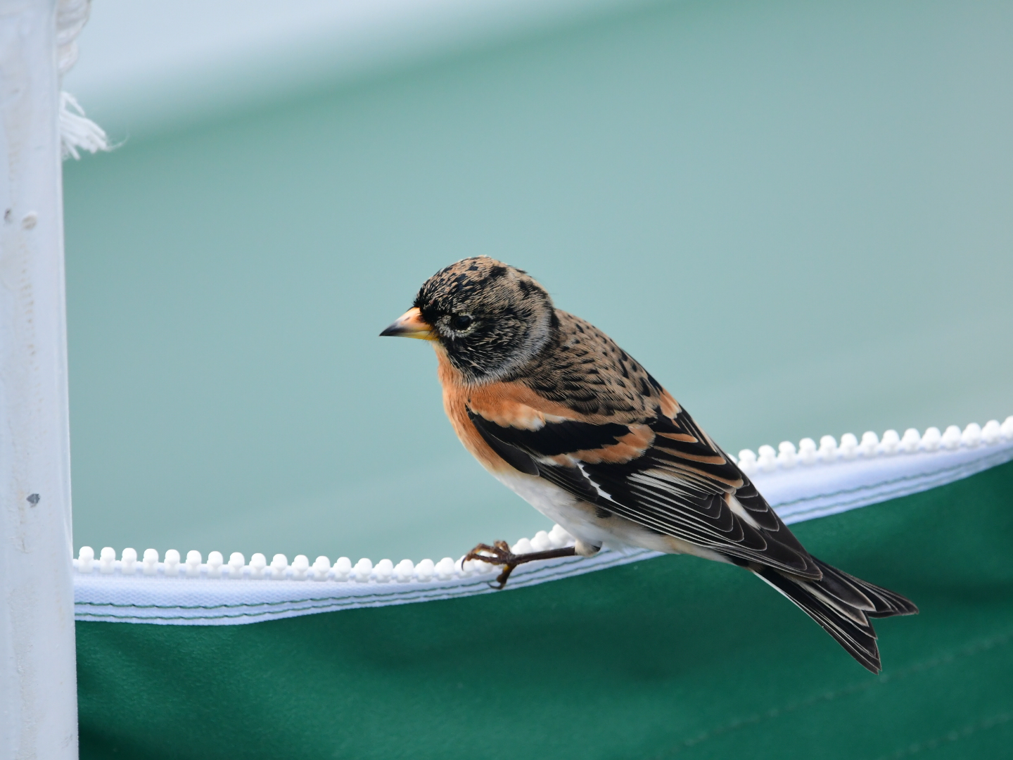 Brambling