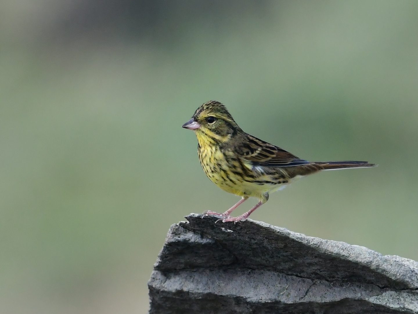 Photo of Masked Bunting at Hegura Island by Yuki86