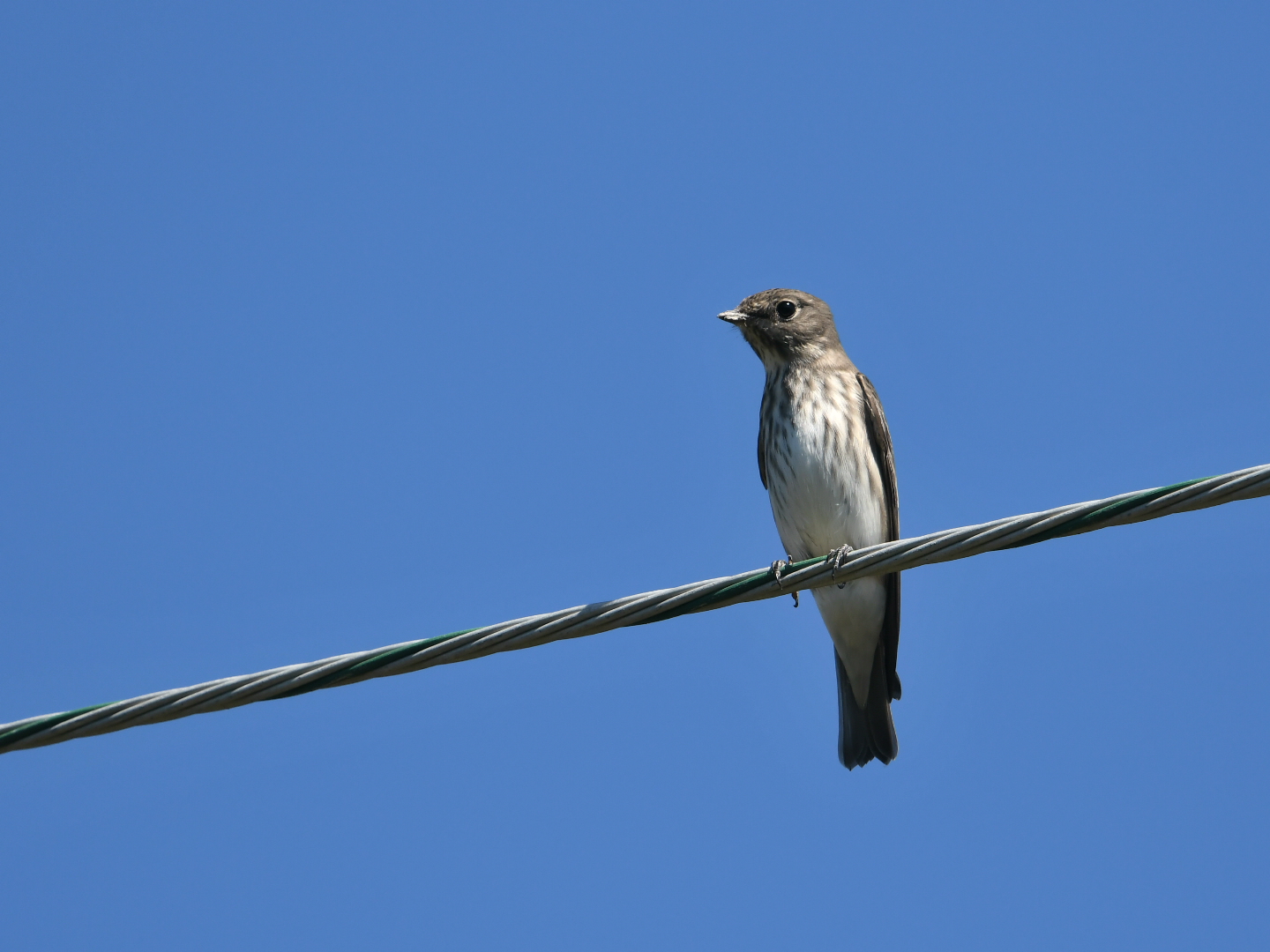 Grey-streaked Flycatcher