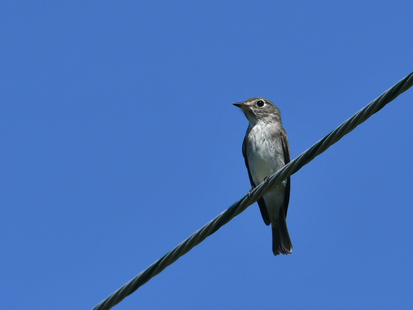 Asian Brown Flycatcher