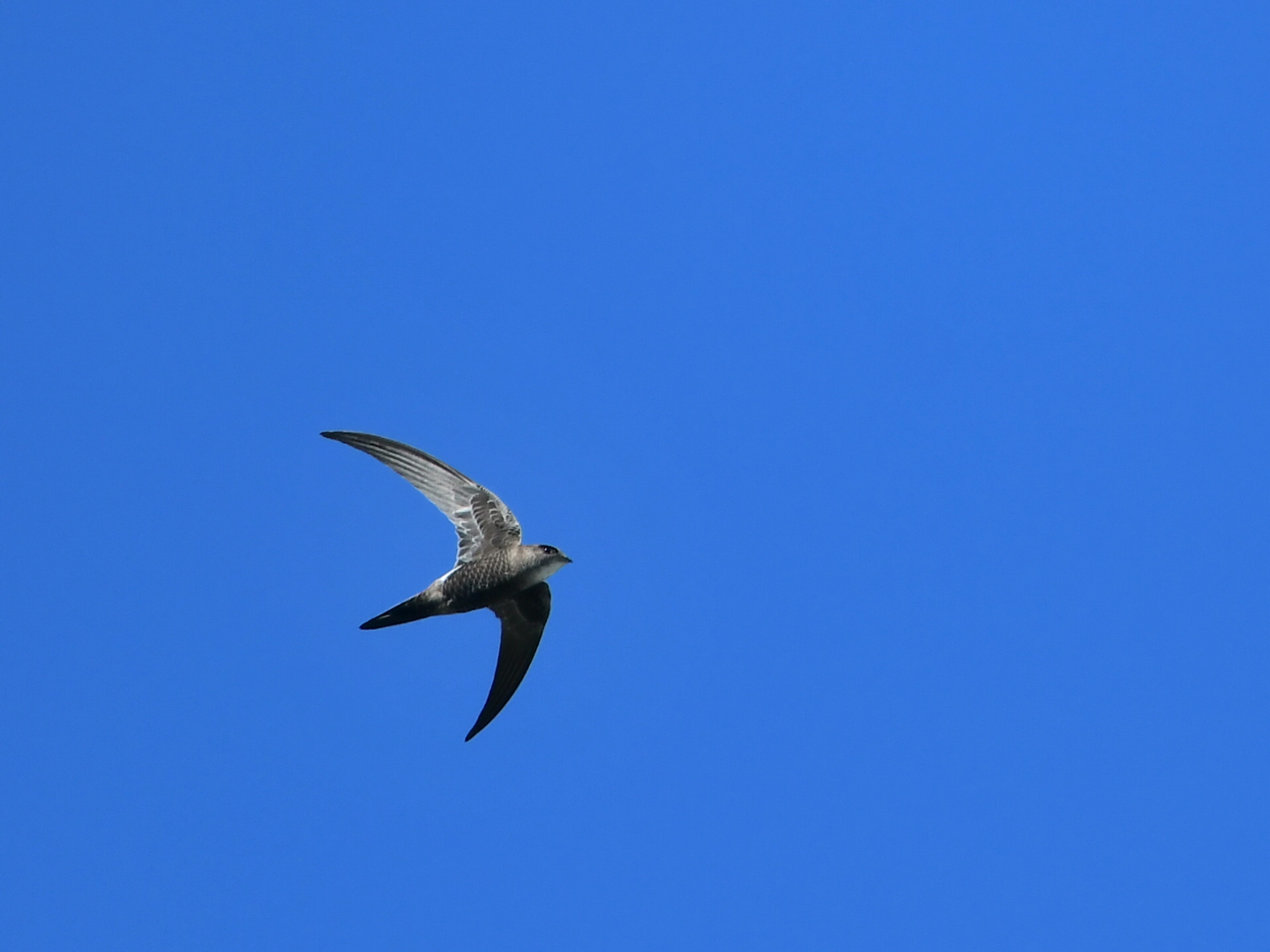 Photo of Pacific Swift at Hegura Island by Yuki86