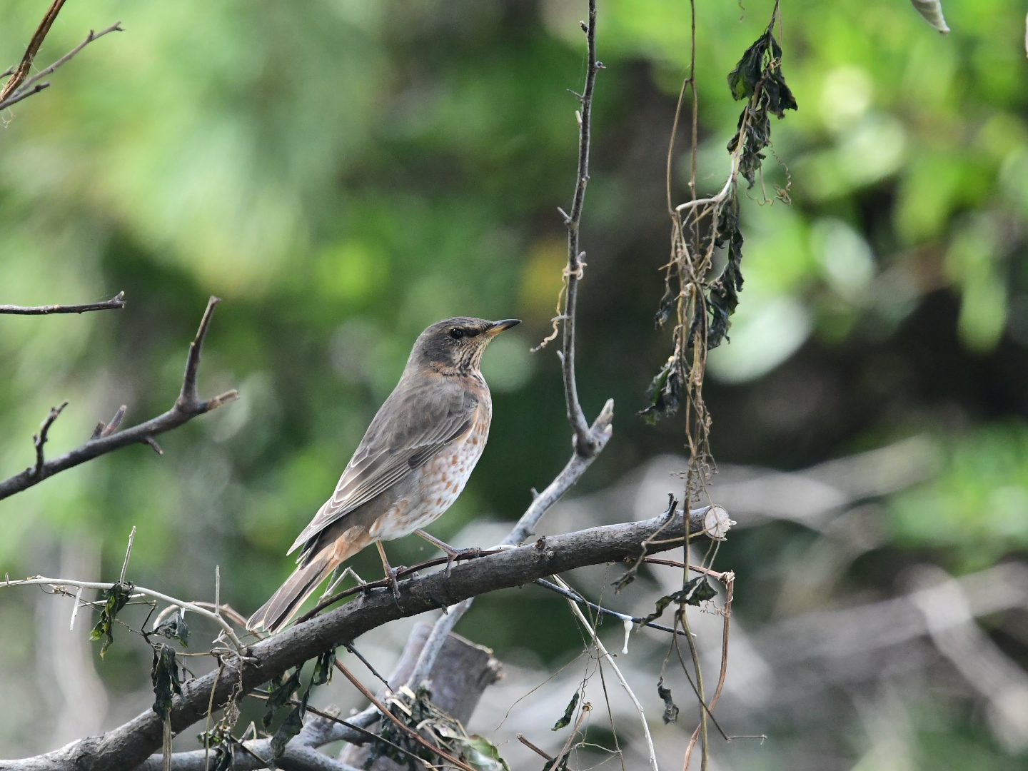 Naumann's Thrush