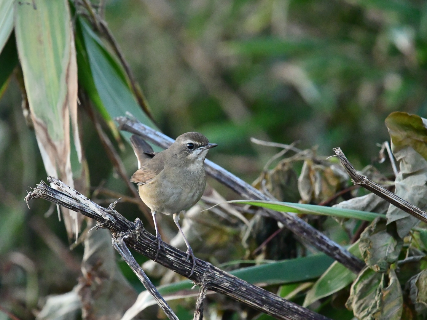 Siberian Rubythroat