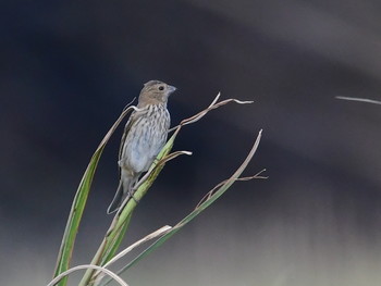 Common Rosefinch