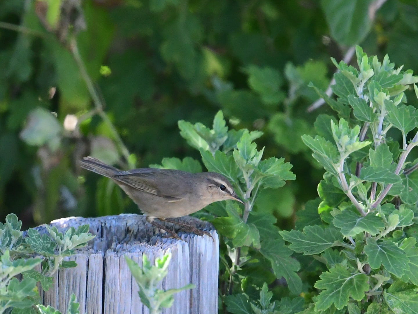 Dusky Warbler