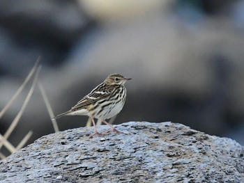 セジロタヒバリ 舳倉島 2019年9月26日(木)