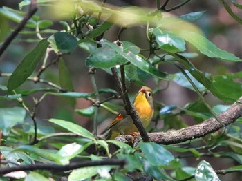 Red-billed Leiothrix 海上の森 Wed, 10/30/2019