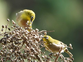 Warbling White-eye 海上の森 Wed, 10/30/2019