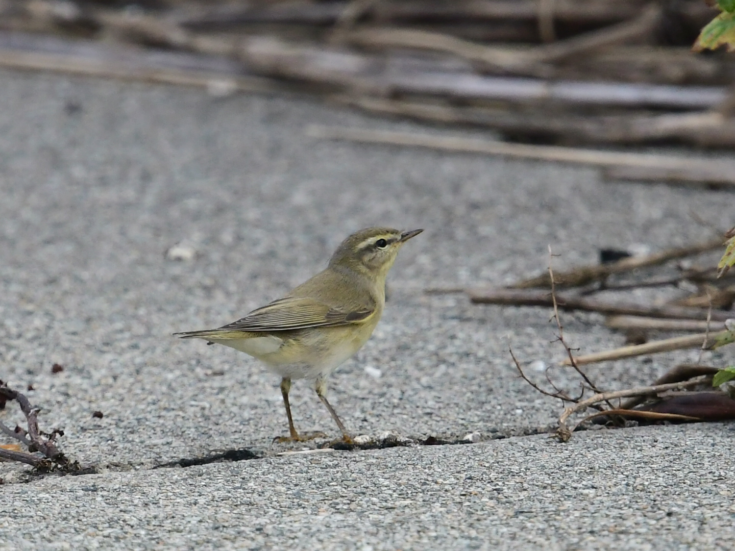 Willow Warbler