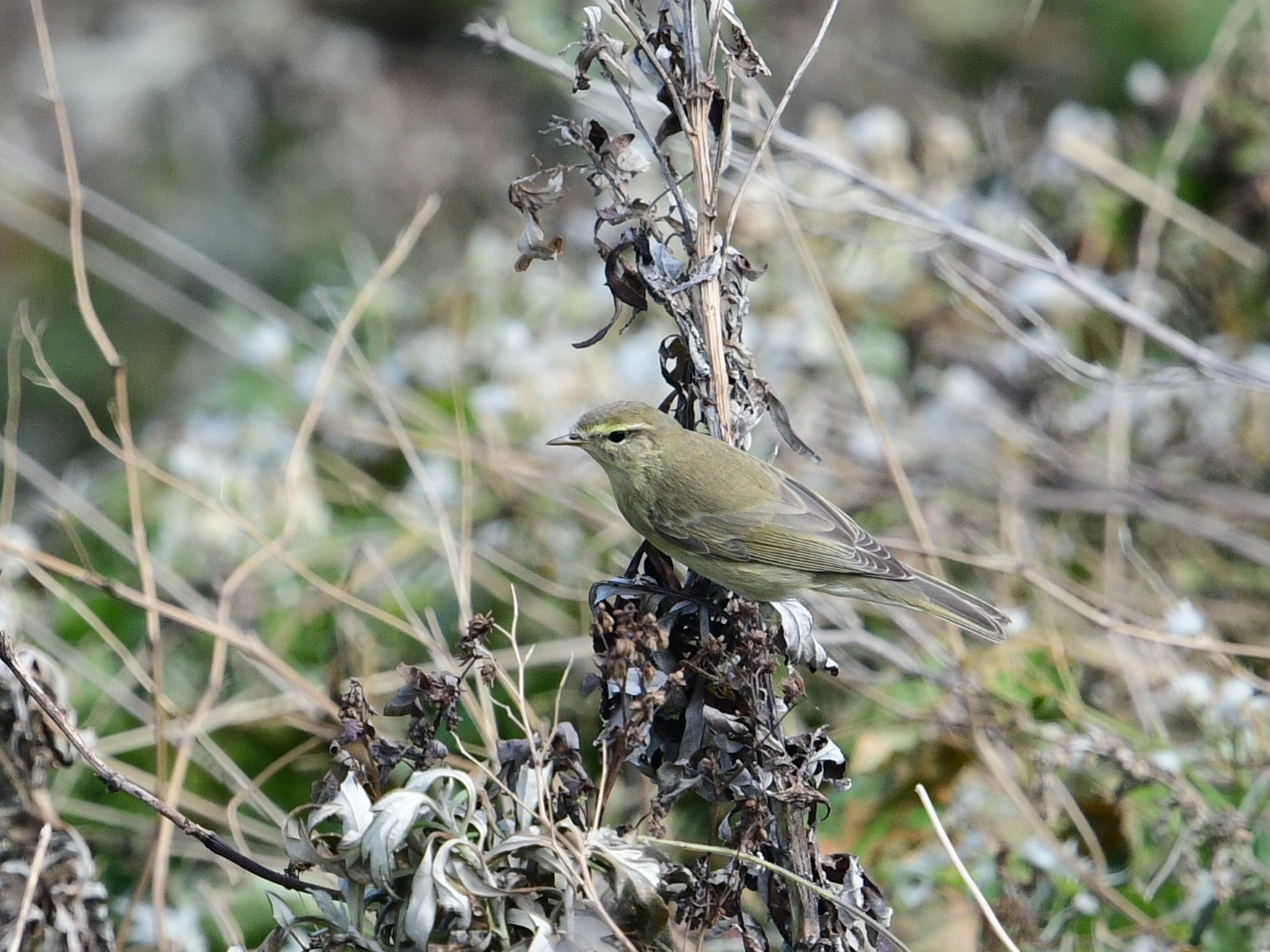 Willow Warbler