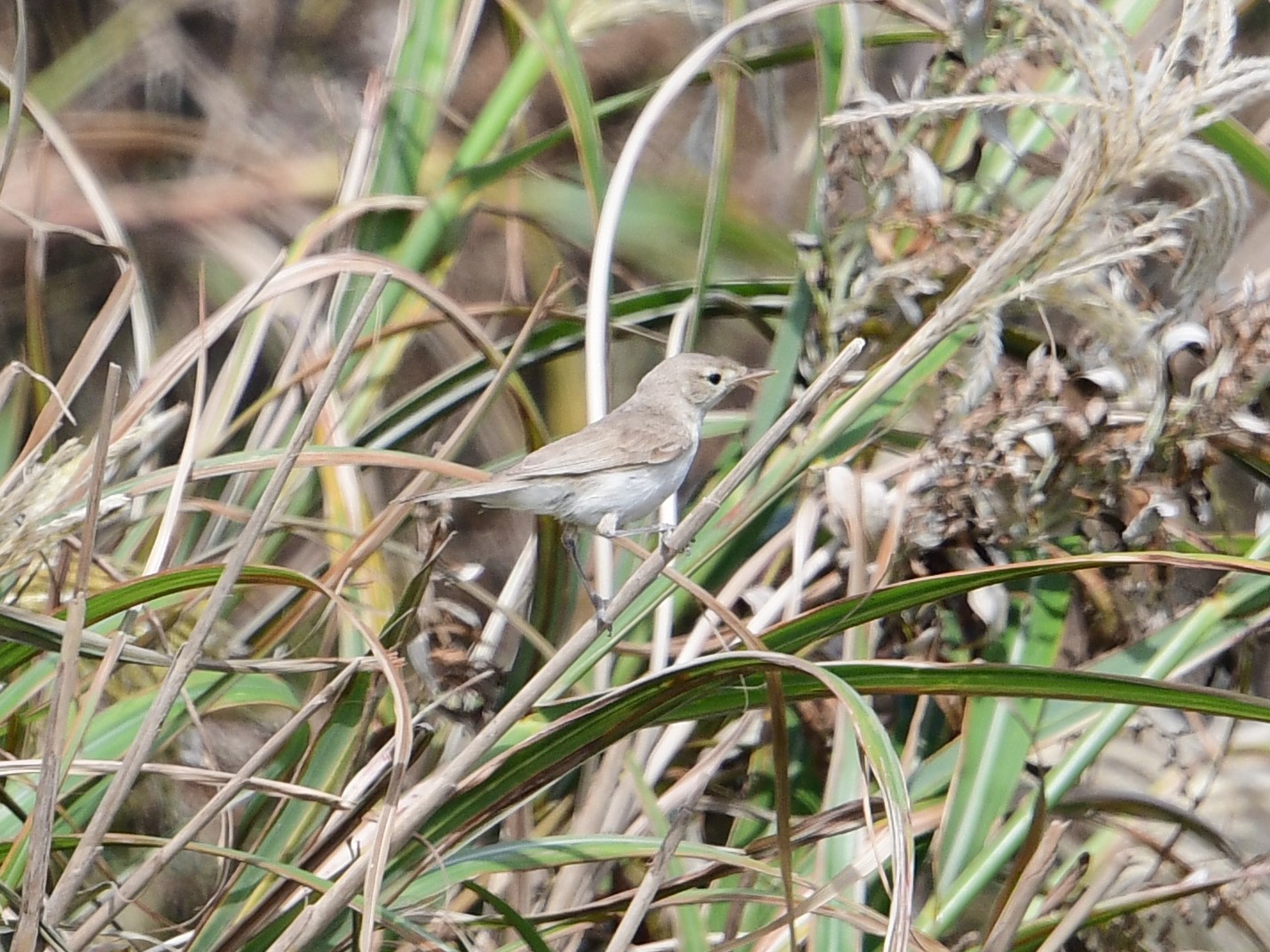 Booted Warbler