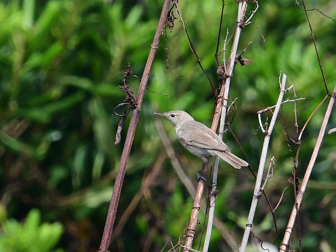 Booted Warbler