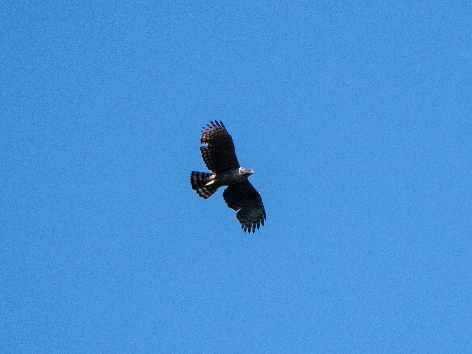 Mountain Hawk-Eagle