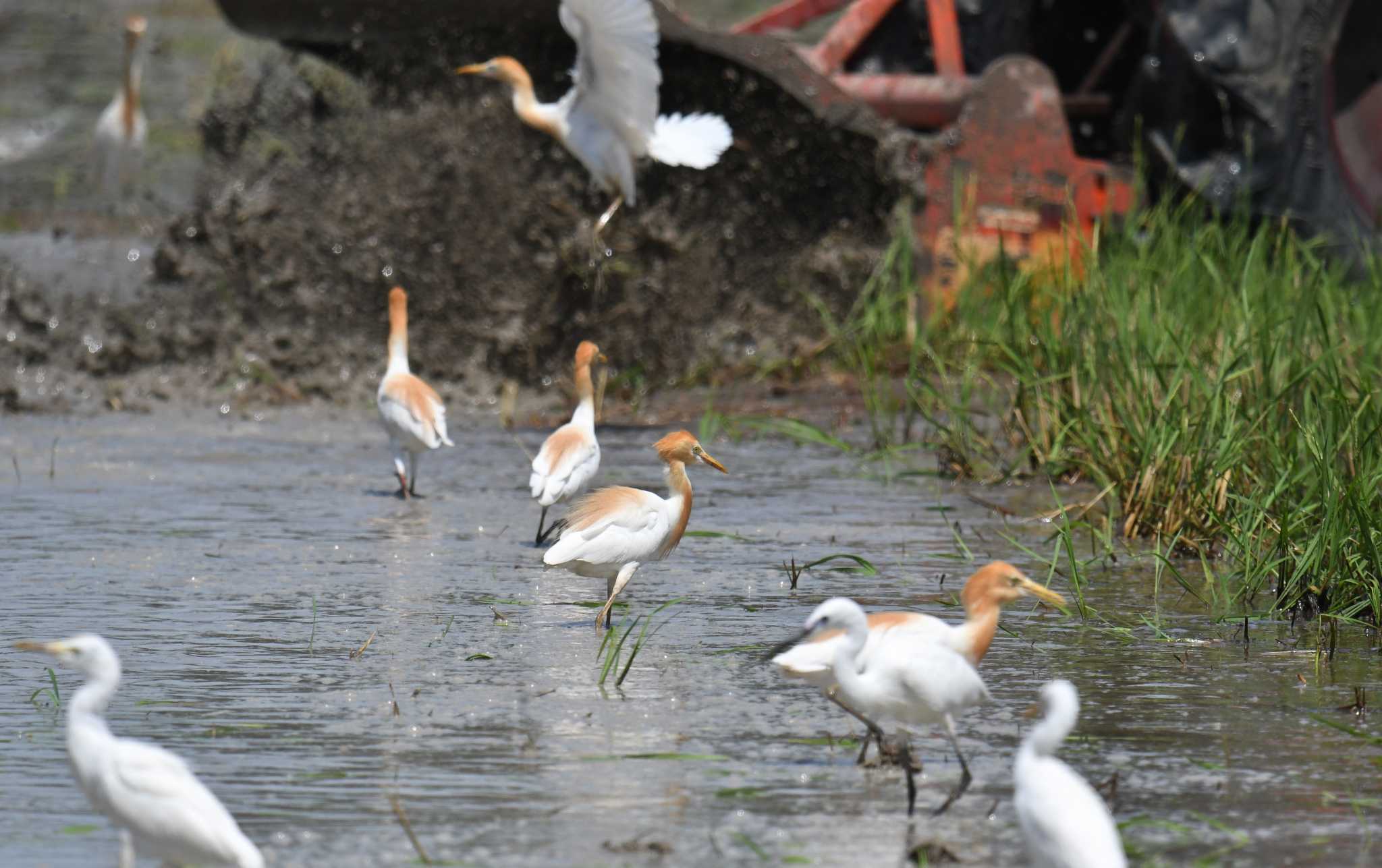 Eastern Cattle Egret