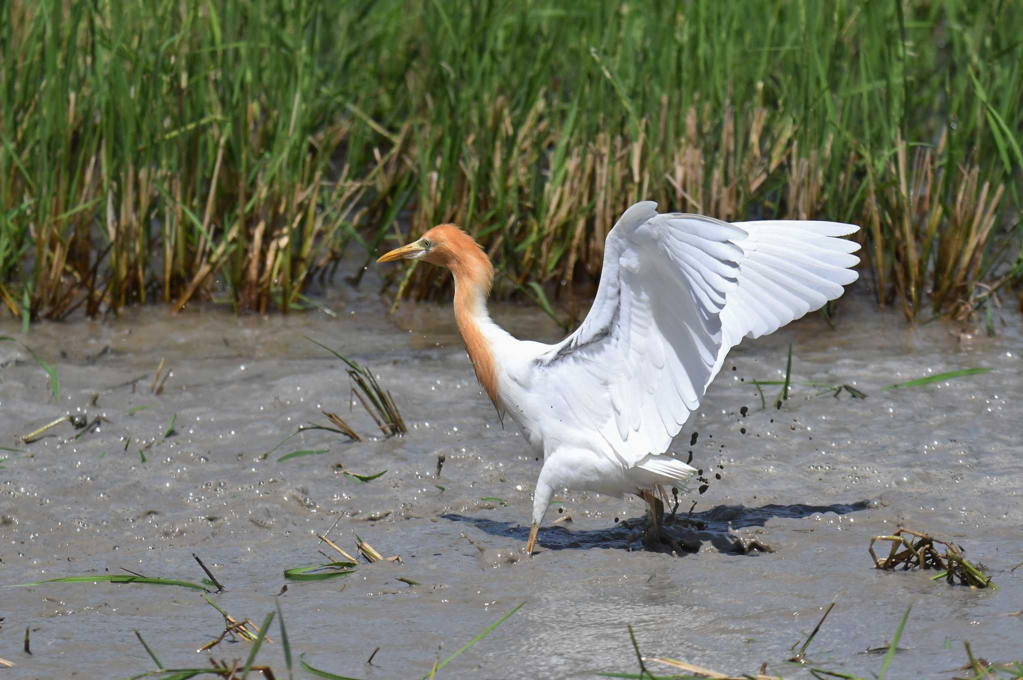 Eastern Cattle Egret