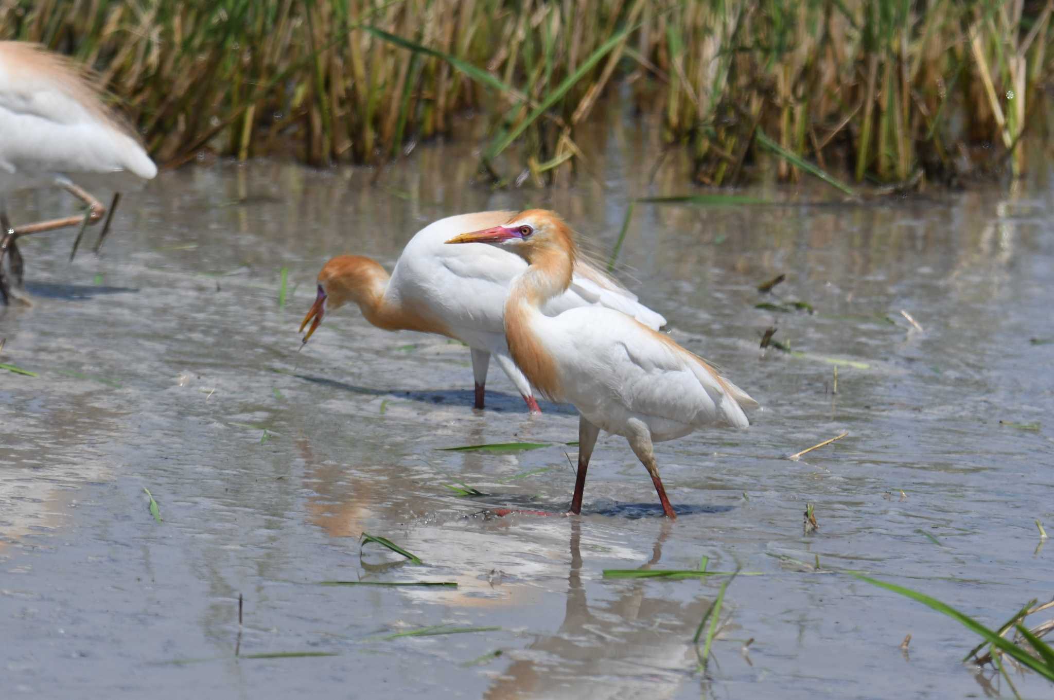 Eastern Cattle Egret