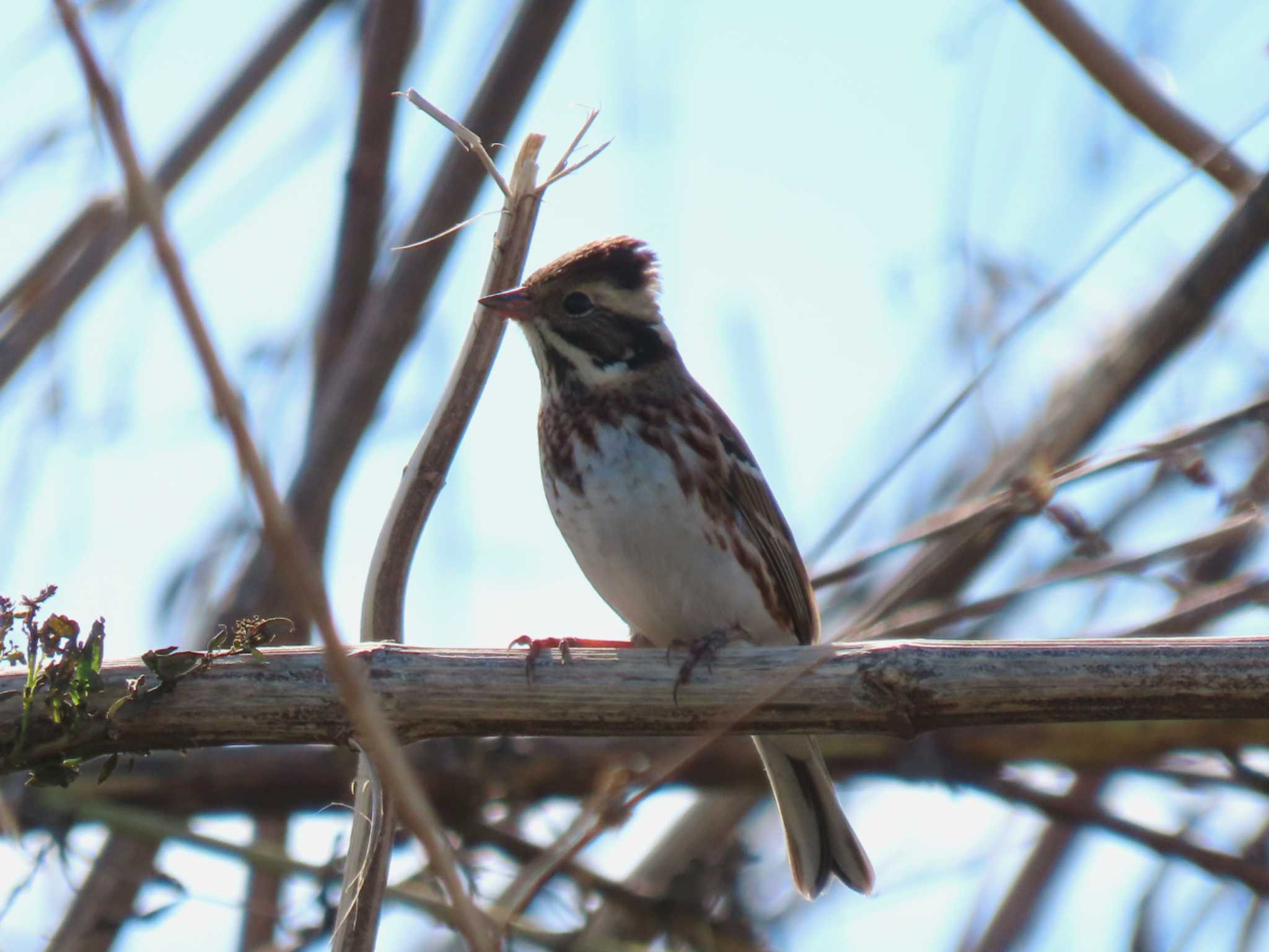 Photo of Rustic Bunting at 千葉県 by 38