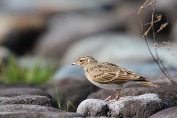 Eurasian Skylark 狭山湖堤防 Sat, 10/26/2019