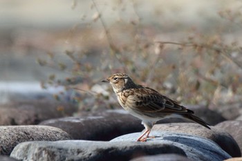 Eurasian Skylark 狭山湖堤防 Sat, 10/26/2019