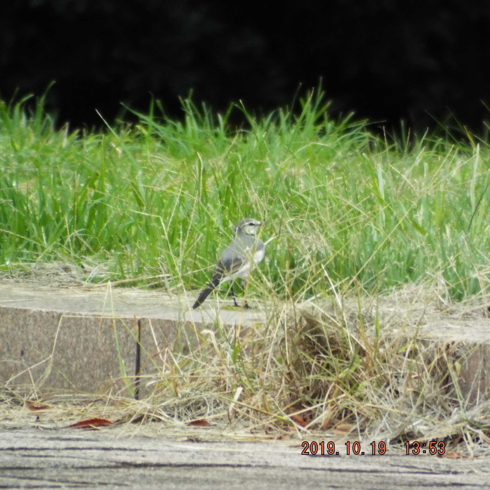 光が丘公園 ハクセキレイの写真 by K2Uchihira