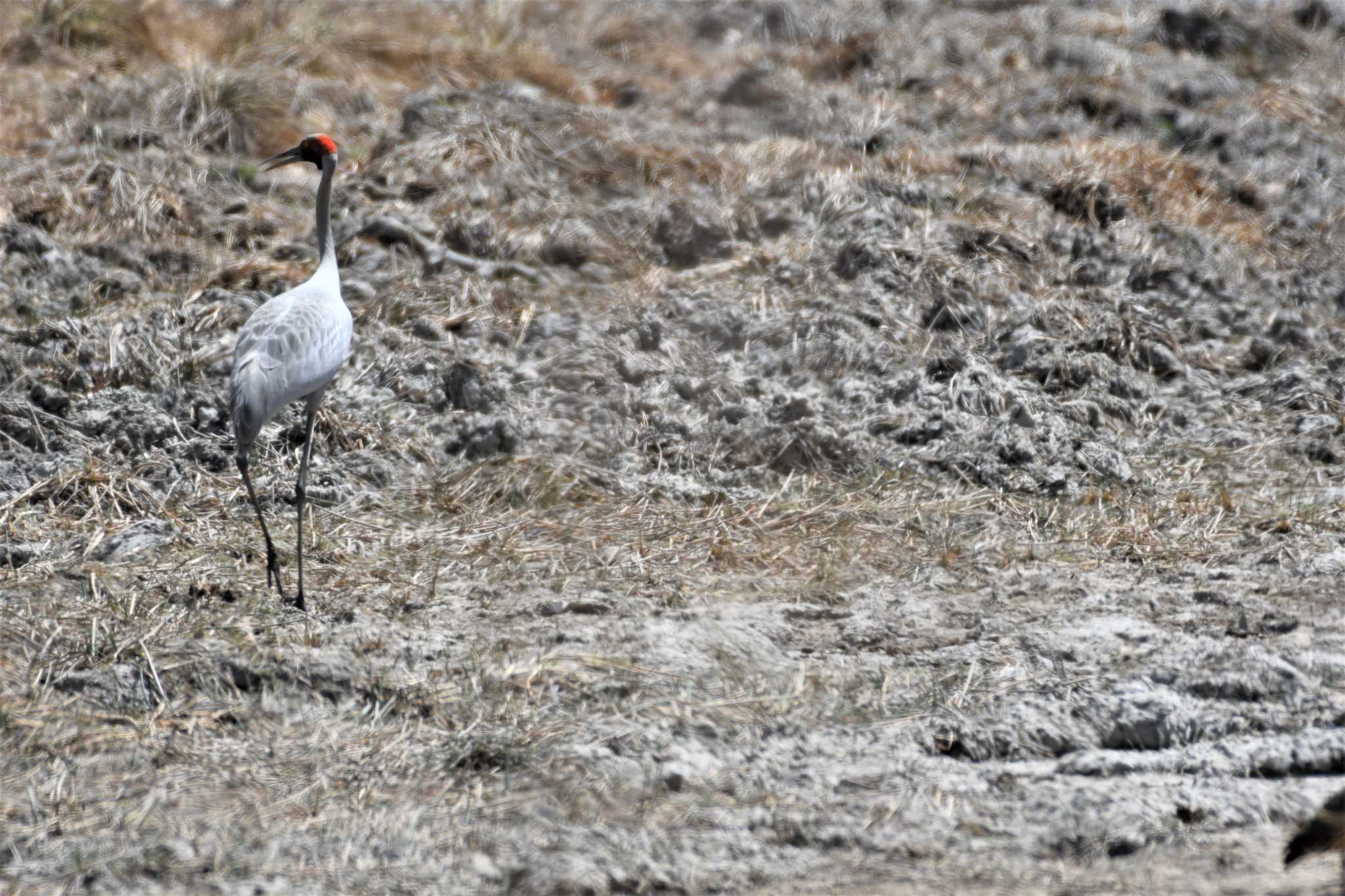 Brolga