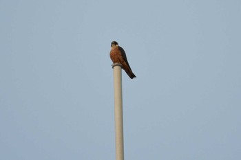 Australian Hobby