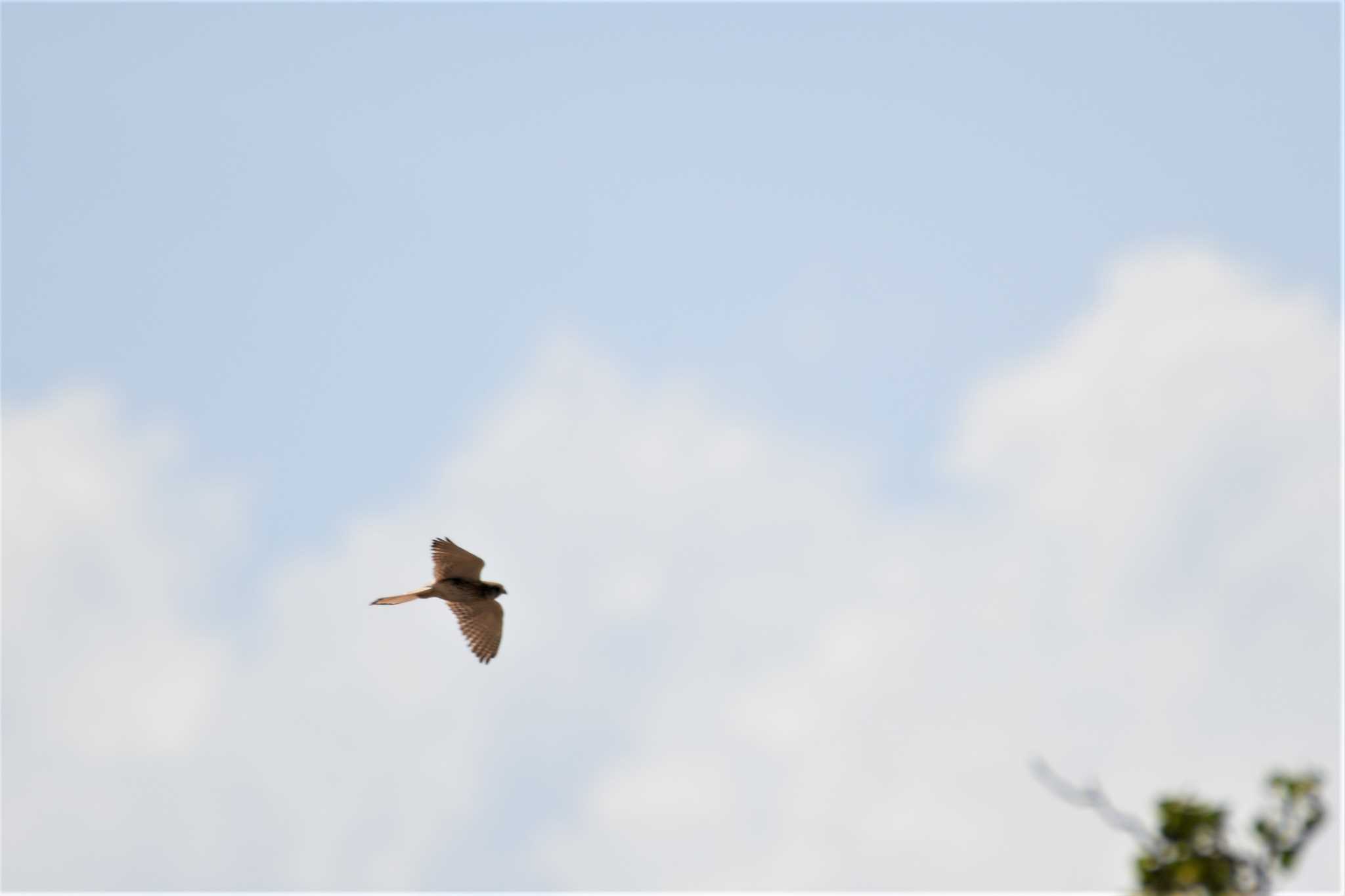 Nankeen Kestrel