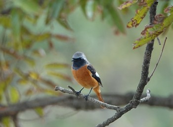 Daurian Redstart 稲佐山 Wed, 10/30/2019