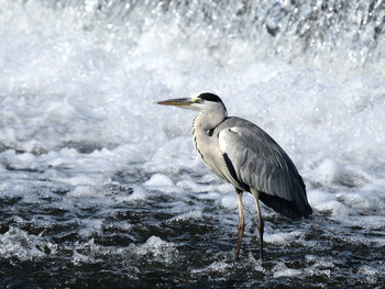 Grey Heron