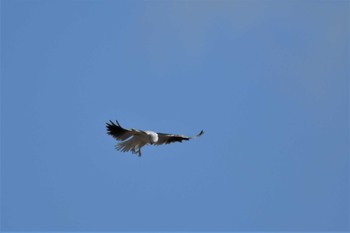 Black-shouldered Kite