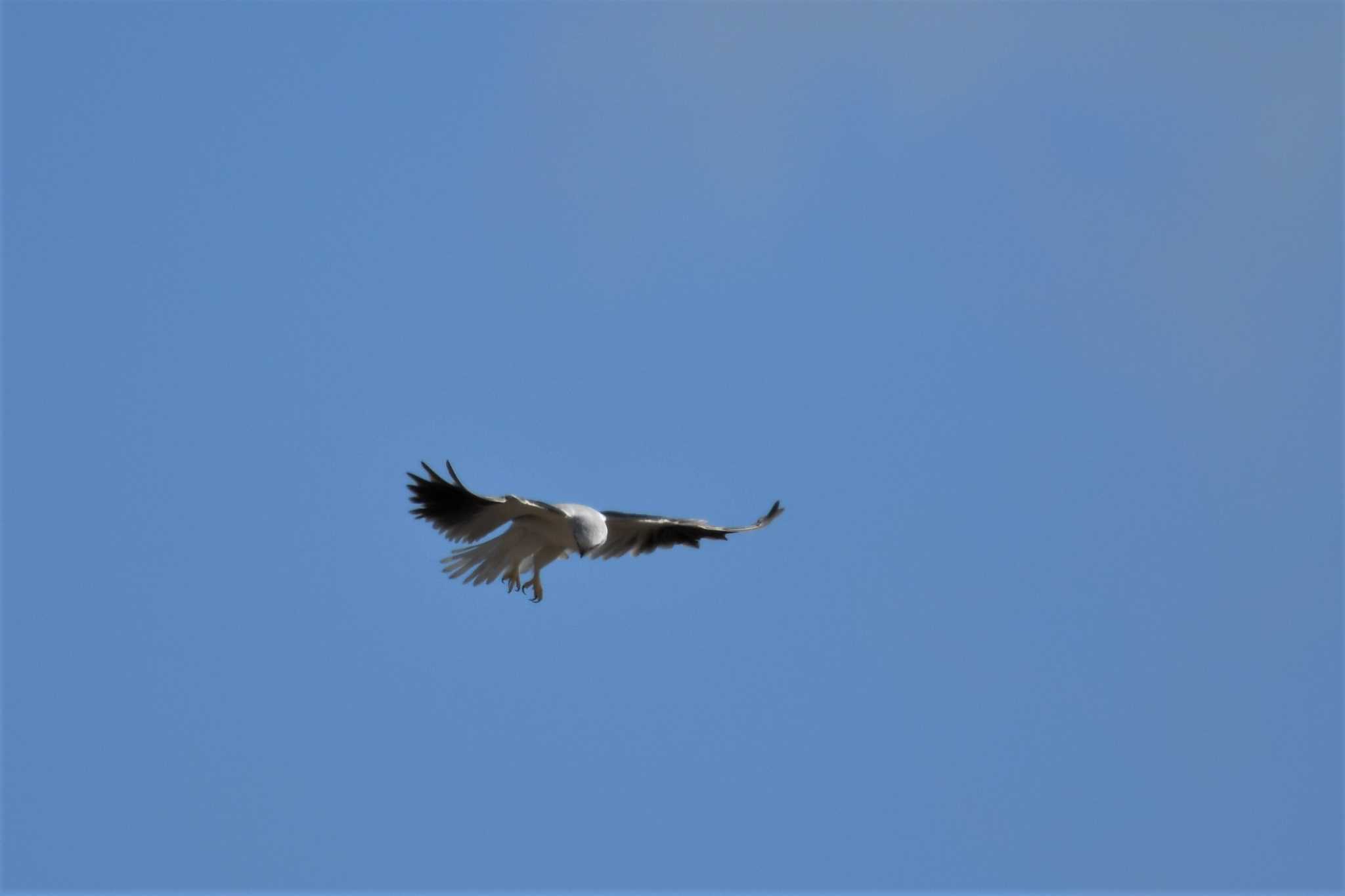 Black-shouldered Kite