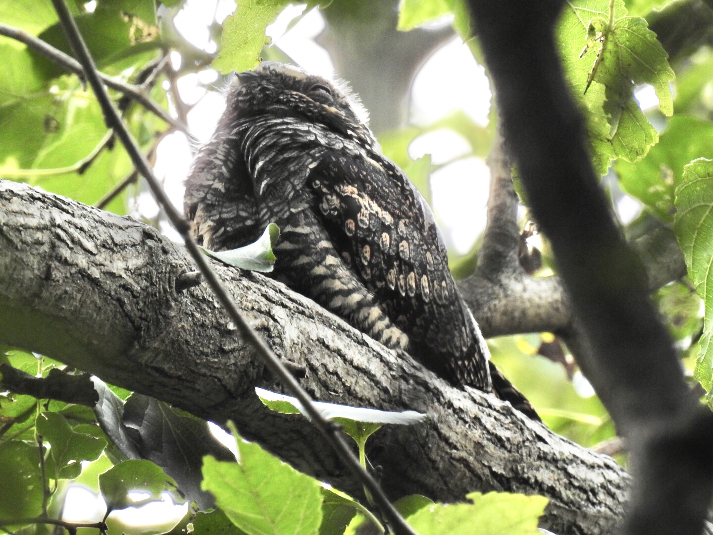 Photo of Grey Nightjar at 埼玉県 by なおんなおん