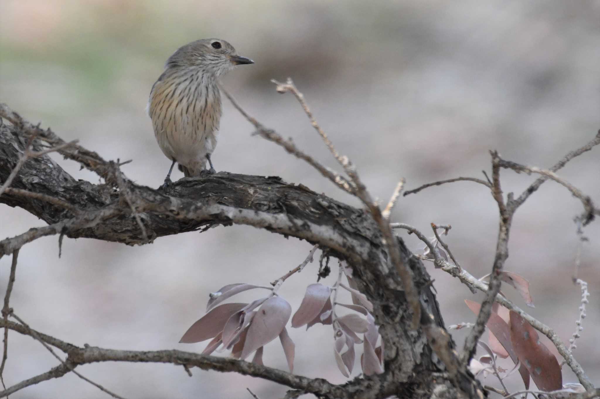 Rufous Whistler