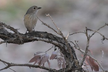 アカハラモズヒタキ