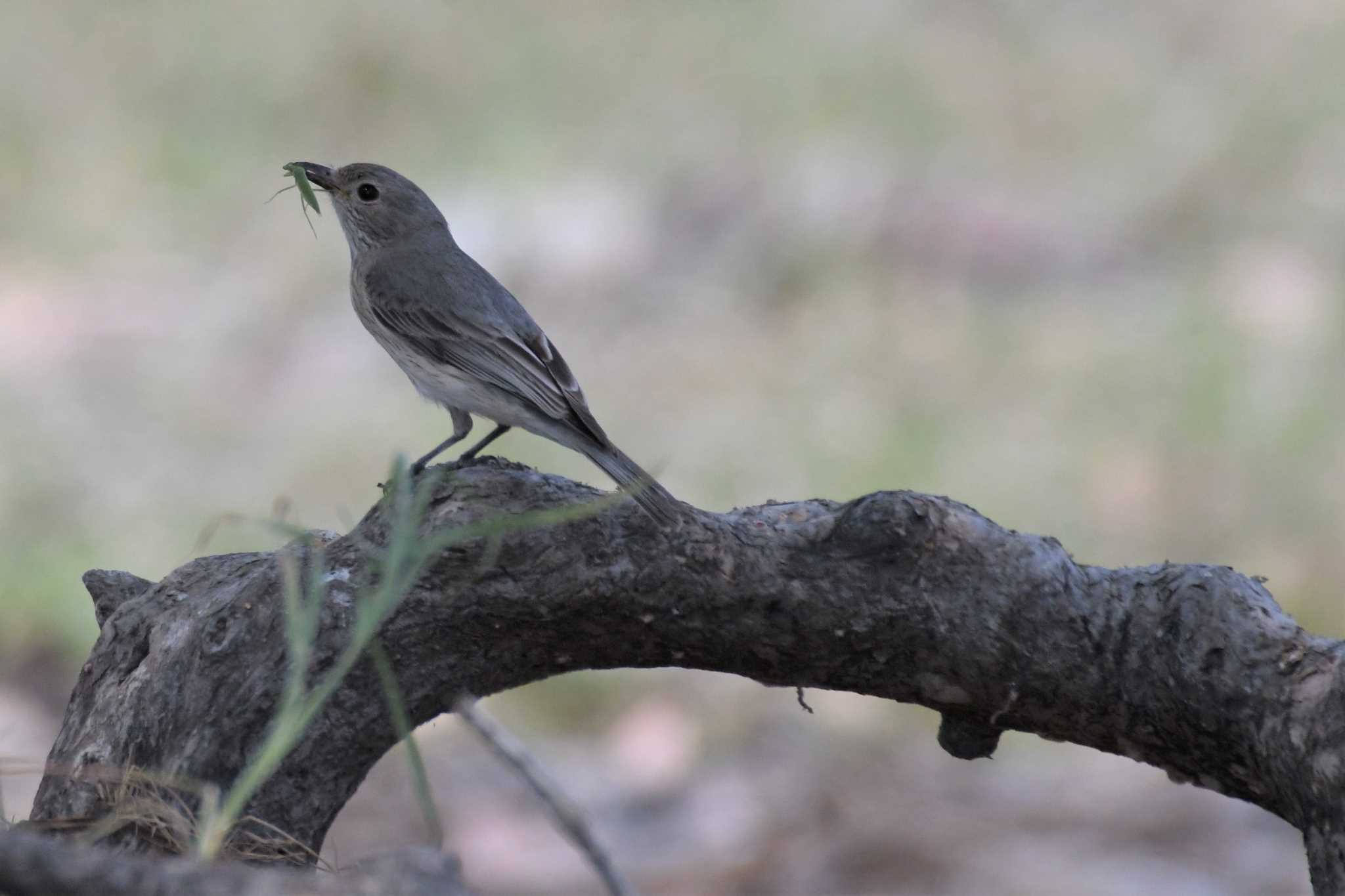 Rufous Whistler