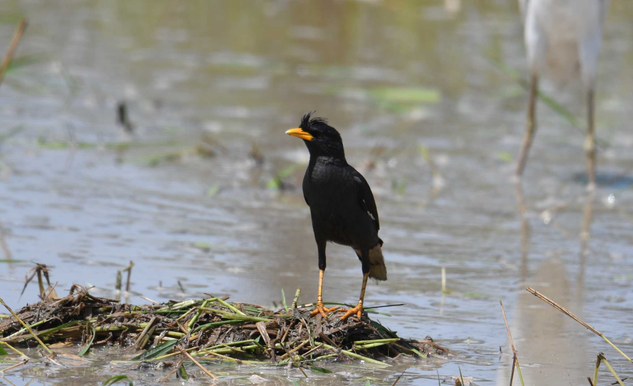 Great Myna