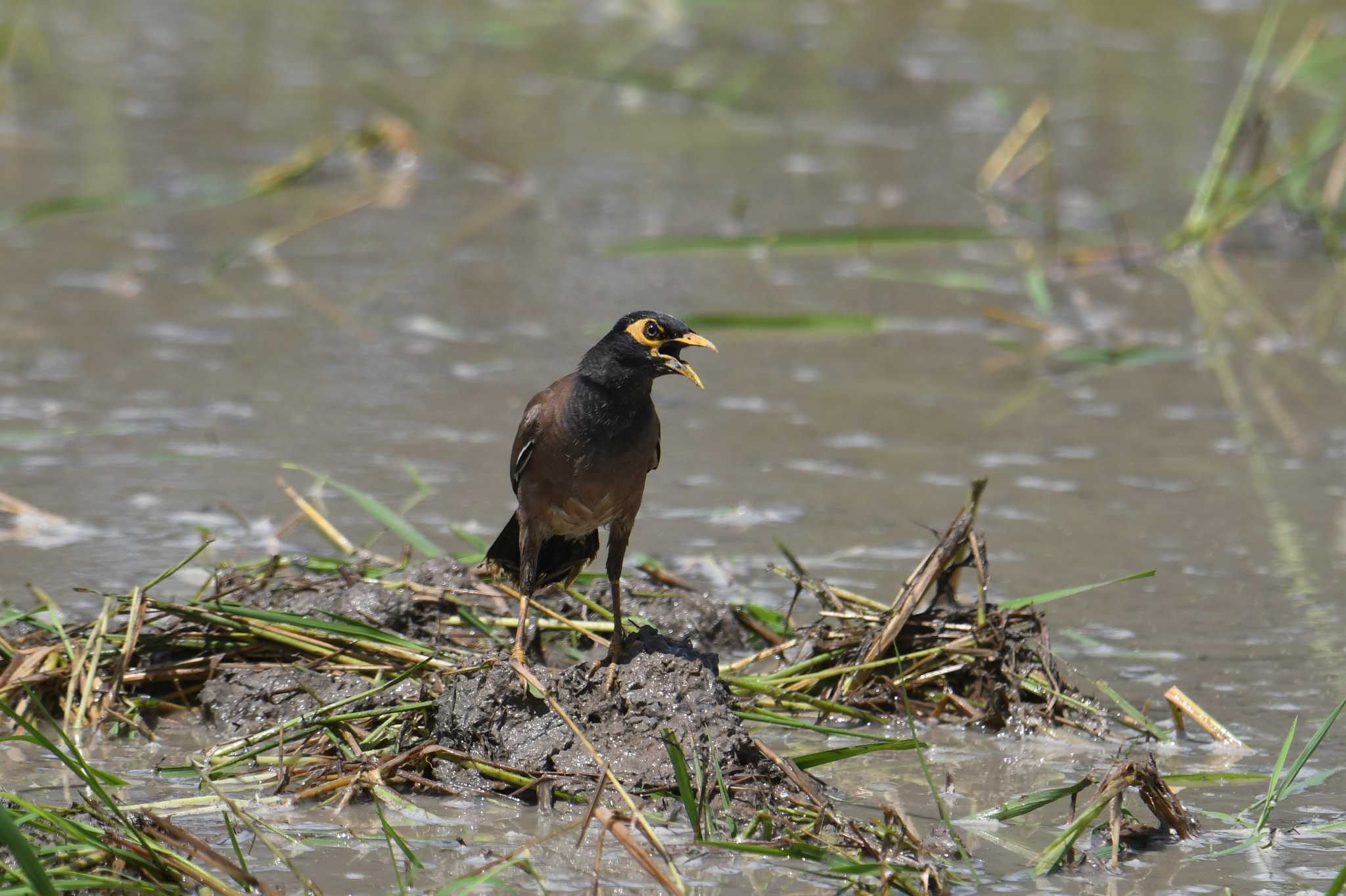 Common Myna