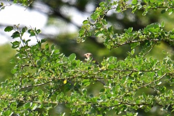 セアカスズメ タイ 2019年6月3日(月)